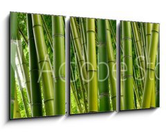 Obraz   Dense Bamboo Jungle, 90 x 50 cm