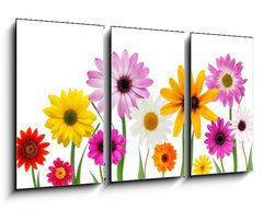 Obraz 3D tdln - 90 x 50 cm F_BS7866722 - Summer daisies