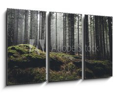 Obraz   wilderness landscape forest with pine trees and moss on rocks, 90 x 50 cm