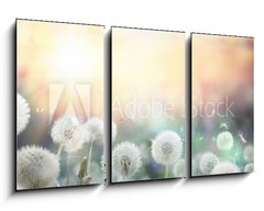 Obraz 3D tdln - 90 x 50 cm F_BS79562753 - field of dandelion in sunset - bokeh and allergy