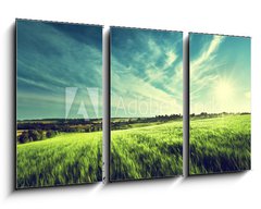 Obraz   field of barley in sunset time, 90 x 50 cm