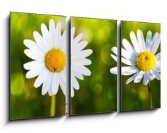 Obraz 3D tdln - 90 x 50 cm F_BS80255596 - White daisy flowers .