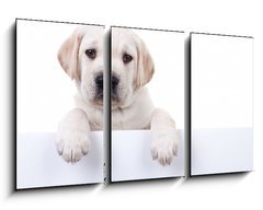 Obraz 3D tdln - 90 x 50 cm F_BS80290428 - Puppy dog holding sign or banner isolated