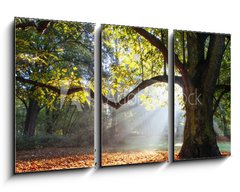 Obraz   mighty oak tree, 90 x 50 cm