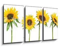 Obraz 3D tdln - 90 x 50 cm F_BS814278 - sunflowers