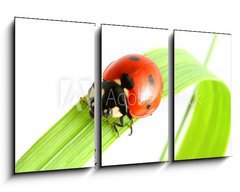 Obraz 3D tdln - 90 x 50 cm F_BS8265173 - ladybug go to you