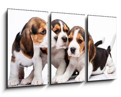 Obraz 3D tdln - 90 x 50 cm F_BS82868571 - Beagle puppies on white background - Beagle tata na blm pozad