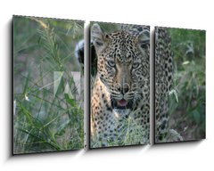 Obraz 3D tdln - 90 x 50 cm F_BS8415986 - leopard