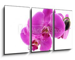 Obraz 3D tdln - 90 x 50 cm F_BS8546686 - Orchidea fiorita