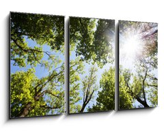 Obraz 3D tdln - 90 x 50 cm F_BS86048117 - A ray of sunlight in the trees