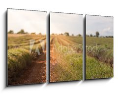 Obraz 3D tdln - 90 x 50 cm F_BS86512213 - Harvested lavender field - Sbr levandule pole