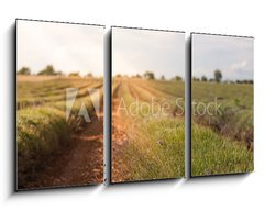 Obraz 3D tdln - 90 x 50 cm F_BS86512213 - Harvested lavender field