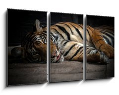 Obraz 3D tdln - 90 x 50 cm F_BS86701191 - bengal tiger sleeping