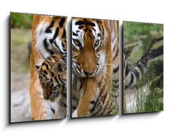 Obraz 3D tdln - 90 x 50 cm F_BS8785613 - Siberian tiger with a baby between her teeth