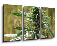 Obraz 3D tdln - 90 x 50 cm F_BS9135010 - cannabis