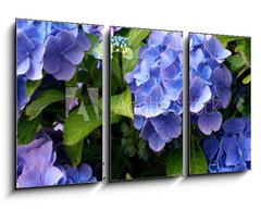 Obraz 3D tdln - 90 x 50 cm F_BS9180840 - hortensia