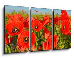 Obraz 3D tdln - 90 x 50 cm F_BS95383540 - Poppies