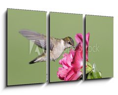 Obraz 3D tdln - 90 x 50 cm F_BS9628124 - Juvenile Ruby-throated Hummingbird (archilochus colubris) - Mladistv Ruby