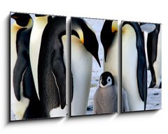 Obraz 3D tdln - 90 x 50 cm F_BS9651364 - Emperor penguins with chick - Csa tuci s kutkem