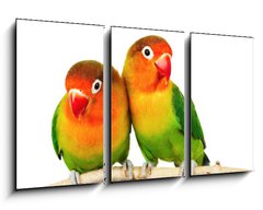 Obraz   Pair of lovebirds agapornis fischeri isolated on white, 90 x 50 cm