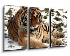 Obraz 3D tdln - 90 x 50 cm F_BS9779965 - Tiger