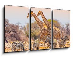 Obraz   Giraffes and zebras at waterhole, 90 x 50 cm