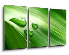 Obraz 3D tdln - 90 x 50 cm F_BS9939656 - Close-up of green plant leaf - Zavt