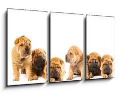 Obraz 3D tdln - 90 x 50 cm F_BS9958473 - Group of beautiful sharpei puppies isolated on white background