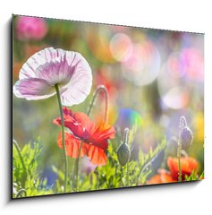 Obraz 1D - 100 x 70 cm F_E100107634 - spring meadow with red poppies