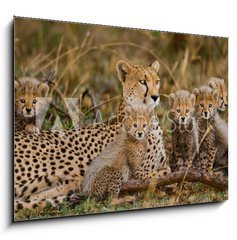 Obraz 1D - 100 x 70 cm F_E100367879 - Mother cheetah and her cubs in the savannah. Kenya. Tanzania. Africa. National Park. Serengeti. Maasai Mara. An excellent illustration.