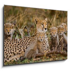 Obraz 1D - 100 x 70 cm F_E100367879 - Mother cheetah and her cubs in the savannah. Kenya. Tanzania. Africa. National Park. Serengeti. Maasai Mara. An excellent illustration. - Matka gepard a jej mlata v savan. Kea. Tanzanie. Afrika. Nrodn park. Serengeti. Maasai Mara. Vynikajc ilustrace.