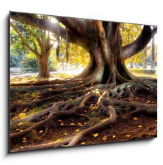 Obraz   Centenarian tree with large trunk and big roots above the ground, 100 x 70 cm