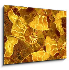 Obraz 1D - 100 x 70 cm F_E101973426 - ammonite nautilus sea shell fossil background - ammonite nautilus mosk shell fosiln pozad