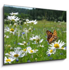 Obraz   Butterfly Queen of Spain Fritillary  spring landscape, 100 x 70 cm