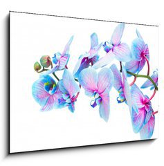 Obraz 1D - 100 x 70 cm F_E103972620 - stem of blue orchids