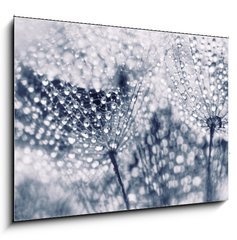 Sklenn obraz 1D - 100 x 70 cm F_E104898301 - Plant seeds with water drops