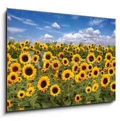 Obraz 1D - 100 x 70 cm F_E10725175 - Sunflower Farmland With Blue Cloudy Sky - Slunenice zemdlsk pdy s modrou oblano nebe