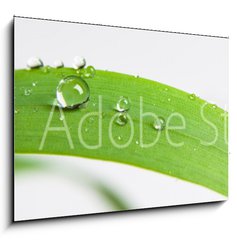 Obraz 1D - 100 x 70 cm F_E107308034 - bubble drop on clover isolated on white