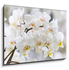 Obraz   Vibrant holiday background with beautiful close up white orchid flower branch , 100 x 70 cm