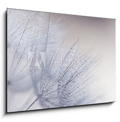 Sklenn obraz 1D - 100 x 70 cm F_E110156010 - Plant seeds with water drops