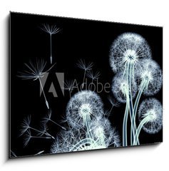 Sklenn obraz 1D - 100 x 70 cm F_E110422506 - x-ray image of a flower isolated on black , the Taraxacum dandel