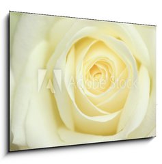 Sklenn obraz 1D - 100 x 70 cm F_E11178143 - rose blanche