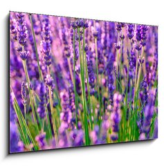 Sklenn obraz 1D - 100 x 70 cm F_E117193002 - Blooming lavender in a field at Provence - Kvetouc levandule na poli v Provence