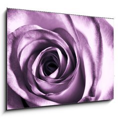 Sklenn obraz 1D - 100 x 70 cm F_E11865044 - Purple rose - Fialov re