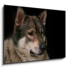 Sklenn obraz 1D - 100 x 70 cm F_E119283625 - Wolf / Portrait of wolf on black background.