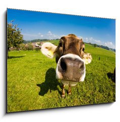 Sklenn obraz 1D - 100 x 70 cm F_E12161213 - cow, funny fisheye nose close up