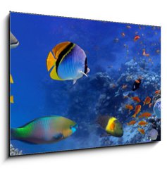 Obraz 1D - 100 x 70 cm F_E122000347 - Sea corals. Panorama