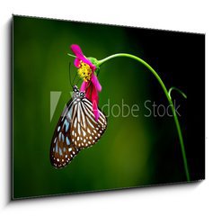 Sklenn obraz 1D - 100 x 70 cm F_E1228306 - tropical rainforest butterfly - tropick detn prales motl