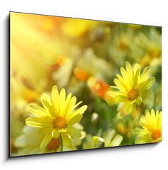 Obraz 1D - 100 x 70 cm F_E12348665 - Closeup of yellow daisies with warm rays