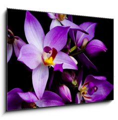 Obraz 1D - 100 x 70 cm F_E1241133 - orchids